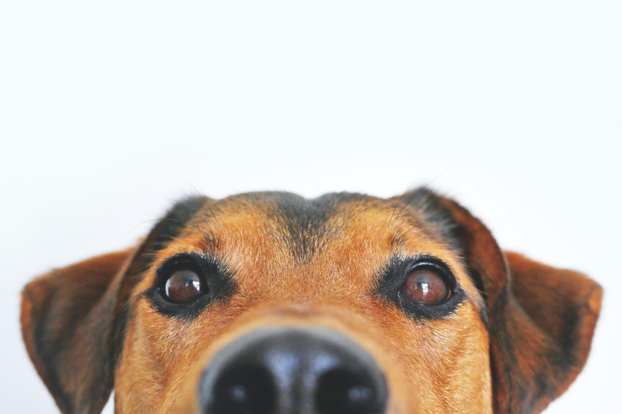 how to make money dog walking